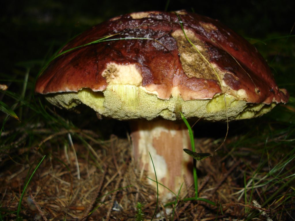 Boletus pinophilus